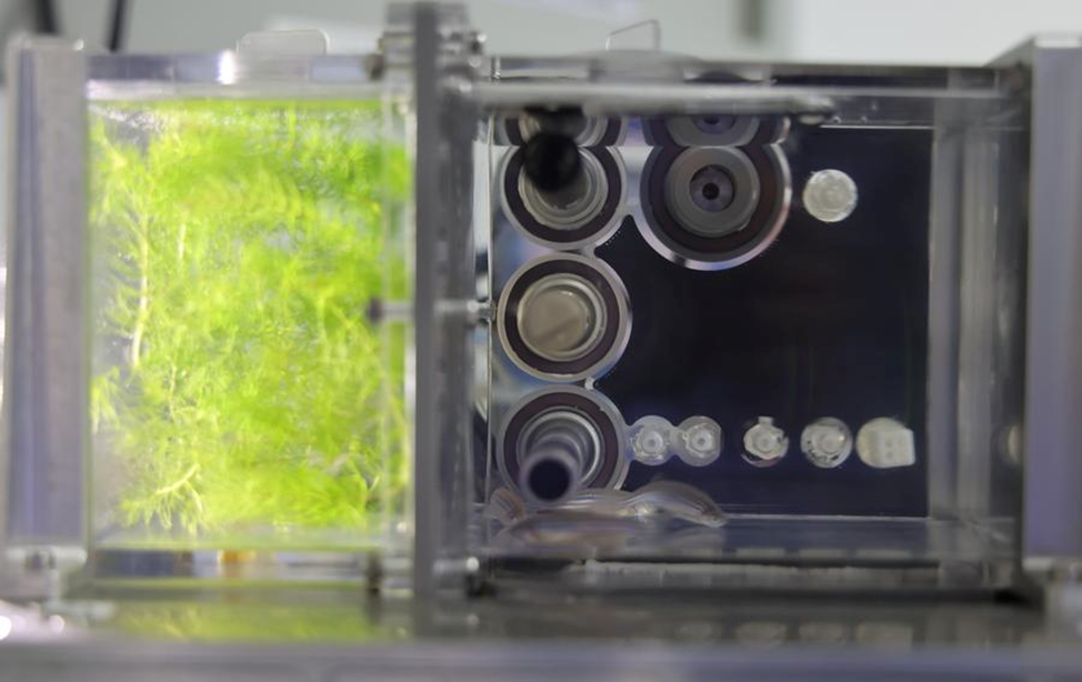 Аквариум для космической станции «Тяньгун». Фото: CNSA