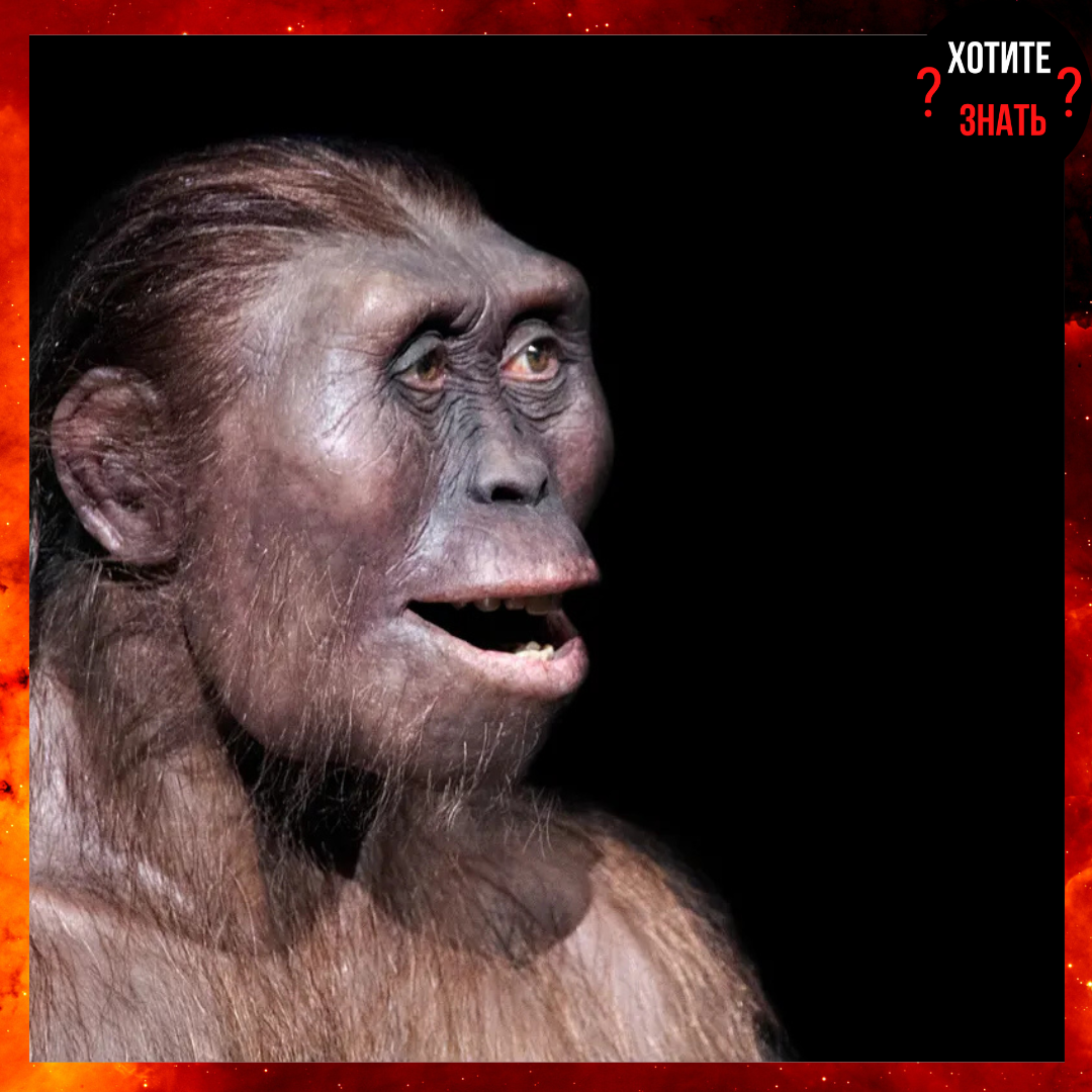 Австралопитек фото из интернета