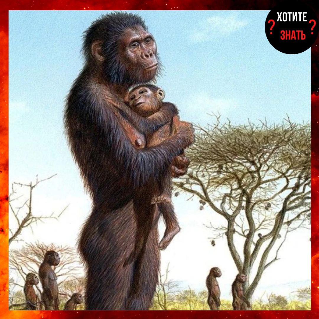 Австралопитеки рисунок из интернета