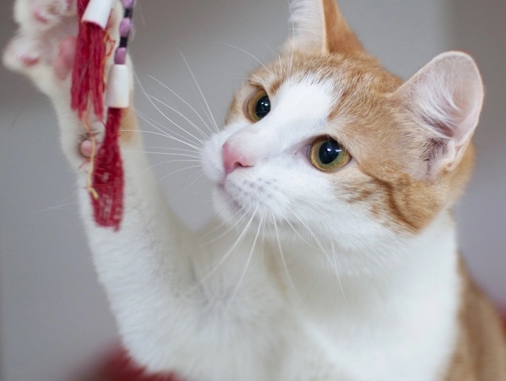 ❗ДОМА❗🐈 Чудо, в которое мы верили. Лёля выжила и хочет стать домашней 😻.