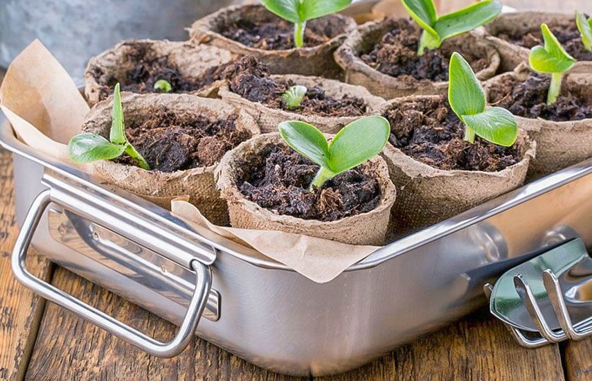 Когда и как сажать семена на рассаду: подробный гид по месяцам для са