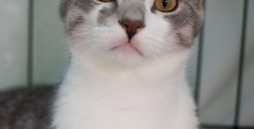 ❗ДОМА❗Возьмите Прутика домой? 😻🏠