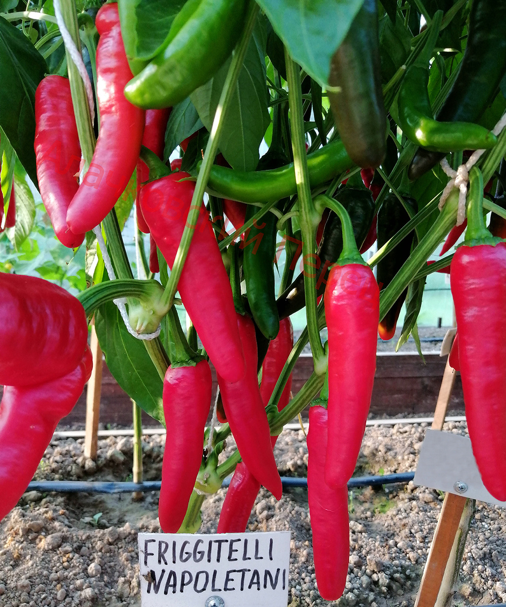 Friggitelli Napoletani (Неаполитанский для жарки)