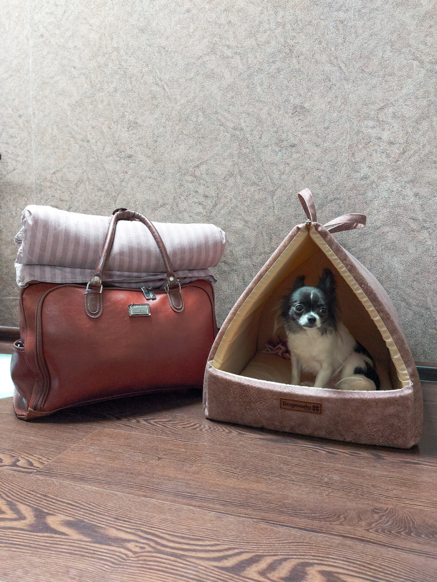 Пепси в ожидании выезда 