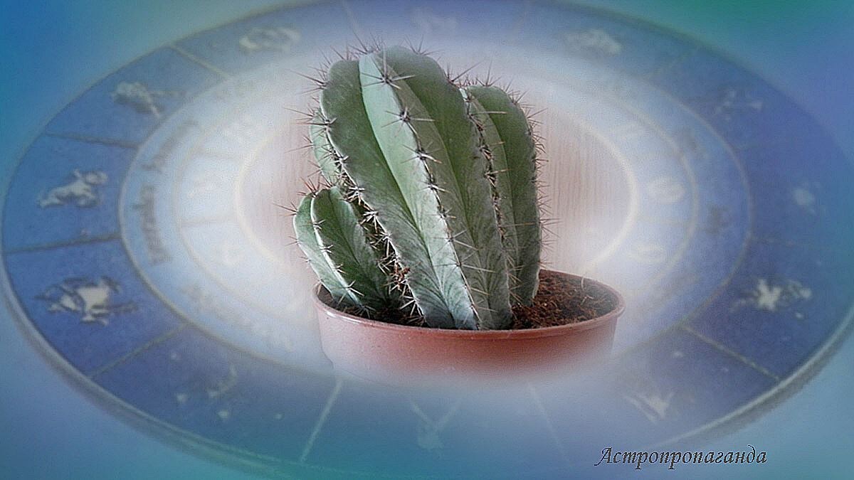 Гороскоп на неделю с 20 по 26 января 2025: Марс и Меркурий влияют на всё.