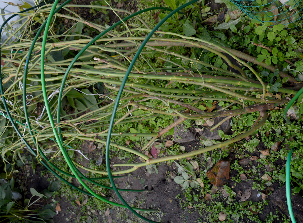 21 октября 2024