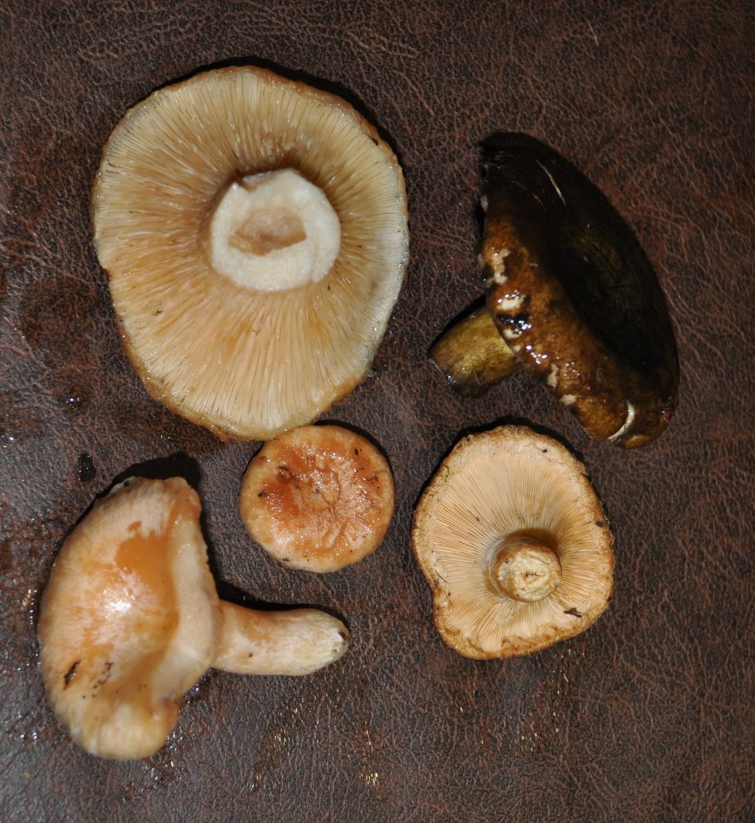 Груздь + волнушки розовые.