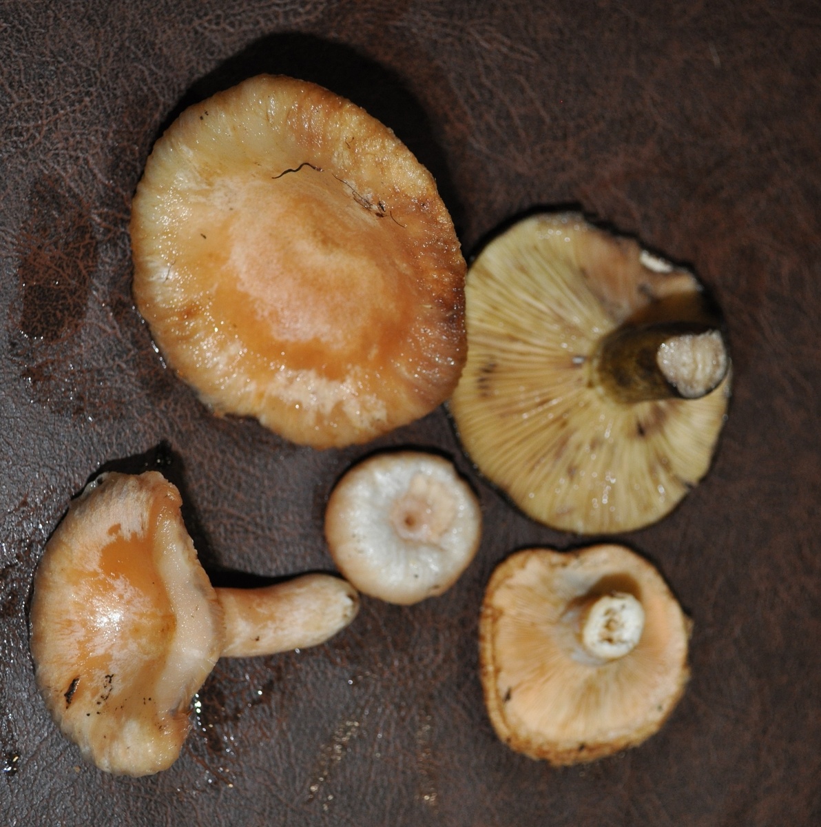 Груздь+ волнушки розовые.