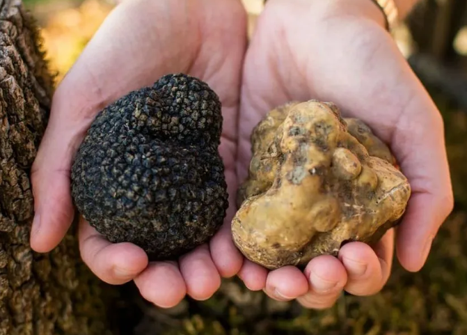 Слева - черный трюфель, справа - белый.