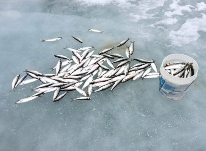 Неплохой улов.