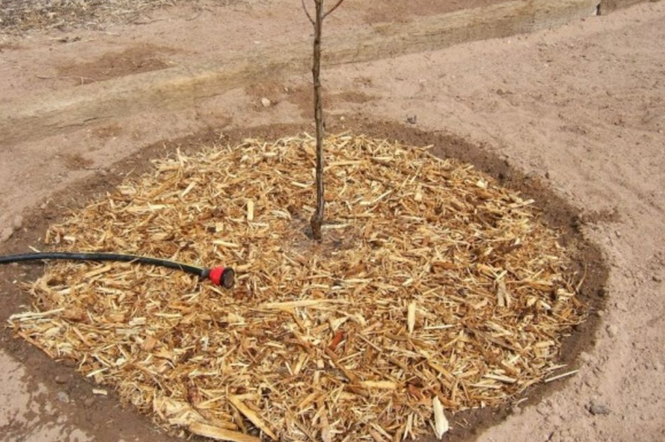 Мульчирование приствольного круга.