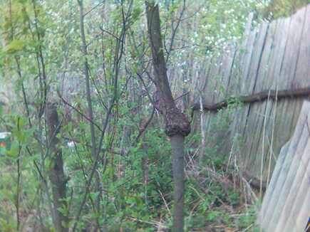 Привой на рябине.