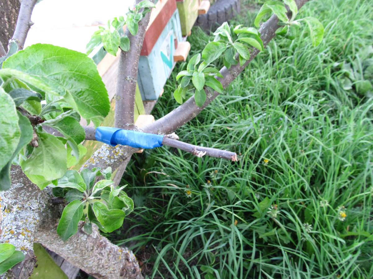 Прививка копулировкой второго сорта к яблони