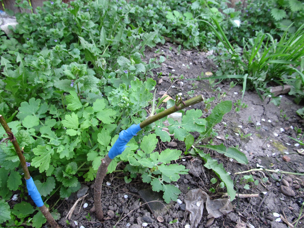 Копулировка на дичок Антоновки.