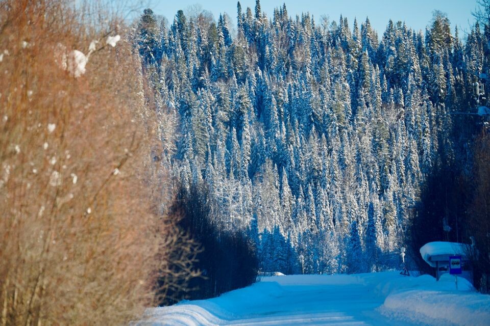    Участок дороги Каяшкан-Турочак. Источник: Андрей Сороко/"Толк"