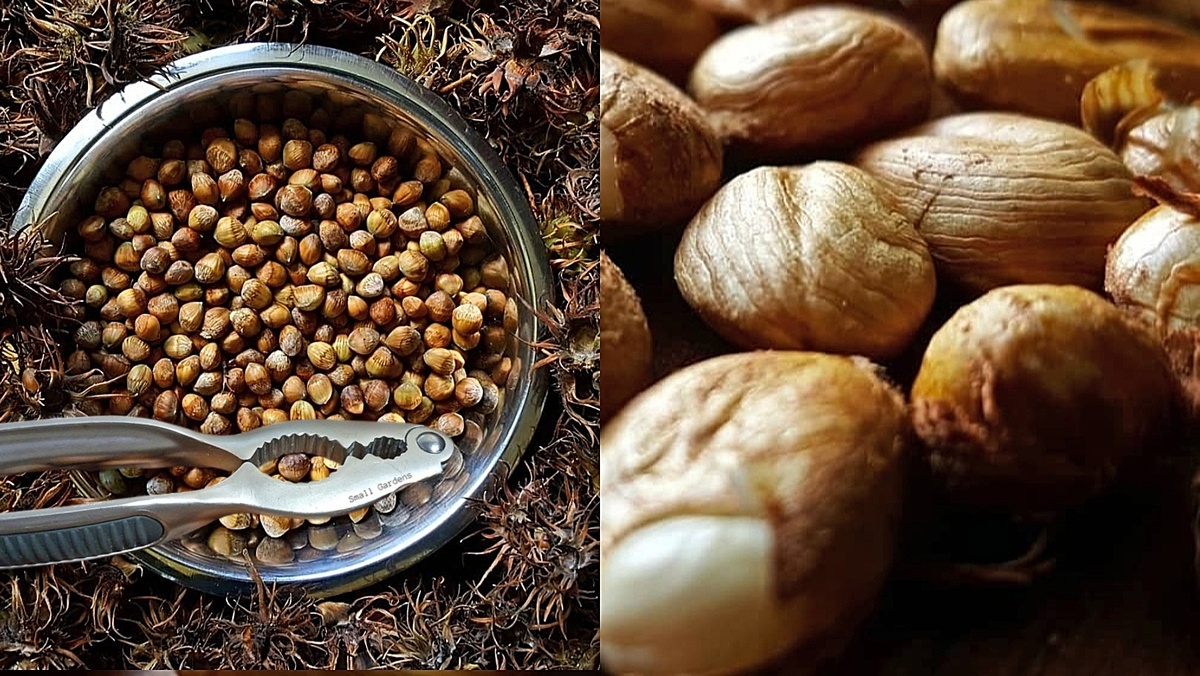 Медвежий орех семена почтой Россия | Small Gardens