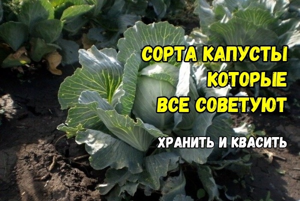 4 сорта капусты, которые чаще всего советуют - по итогам 3-х сезонов. Урожайные, вкусные, самые интересные: гордость садоводов