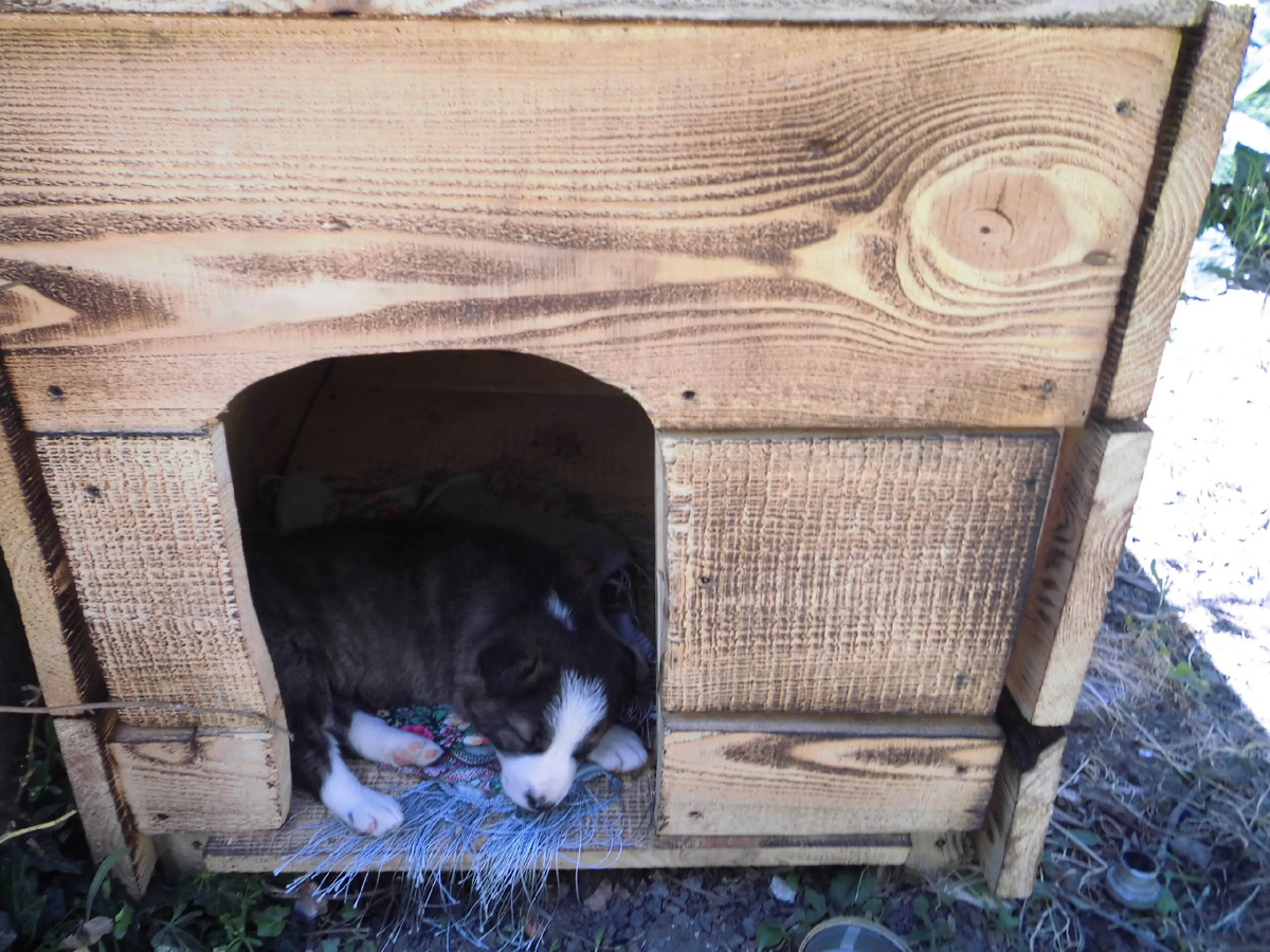 Фото автора канала "Полевые цветы"