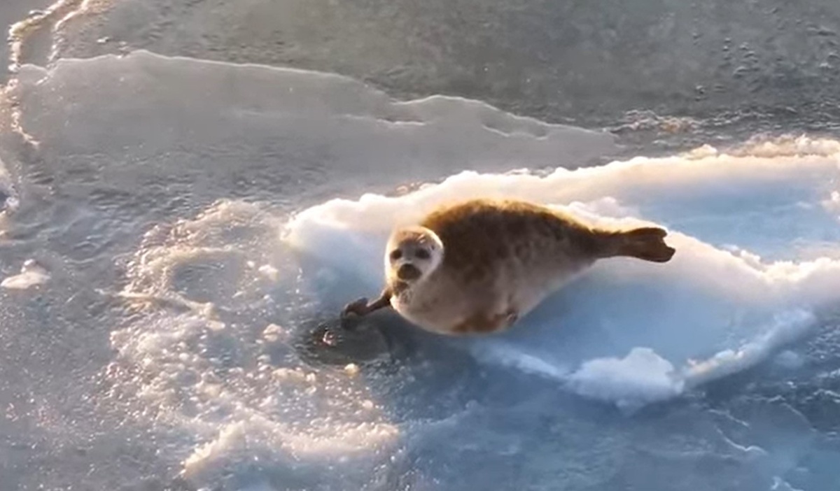 Фото: Тюлень на Колыме / Скриншот видео с дрона