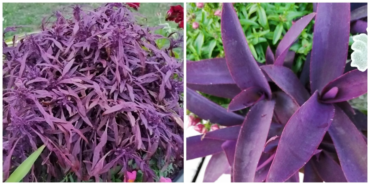 Колеус 'куриные лапки' и сеткреазия – самые перспективные в плане черенкования. Но столько бордового мне не нужно. 