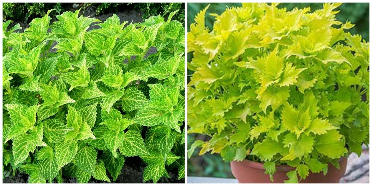 Колеусы 'electric lime' и 'wasabi'. Фото из интернета. 