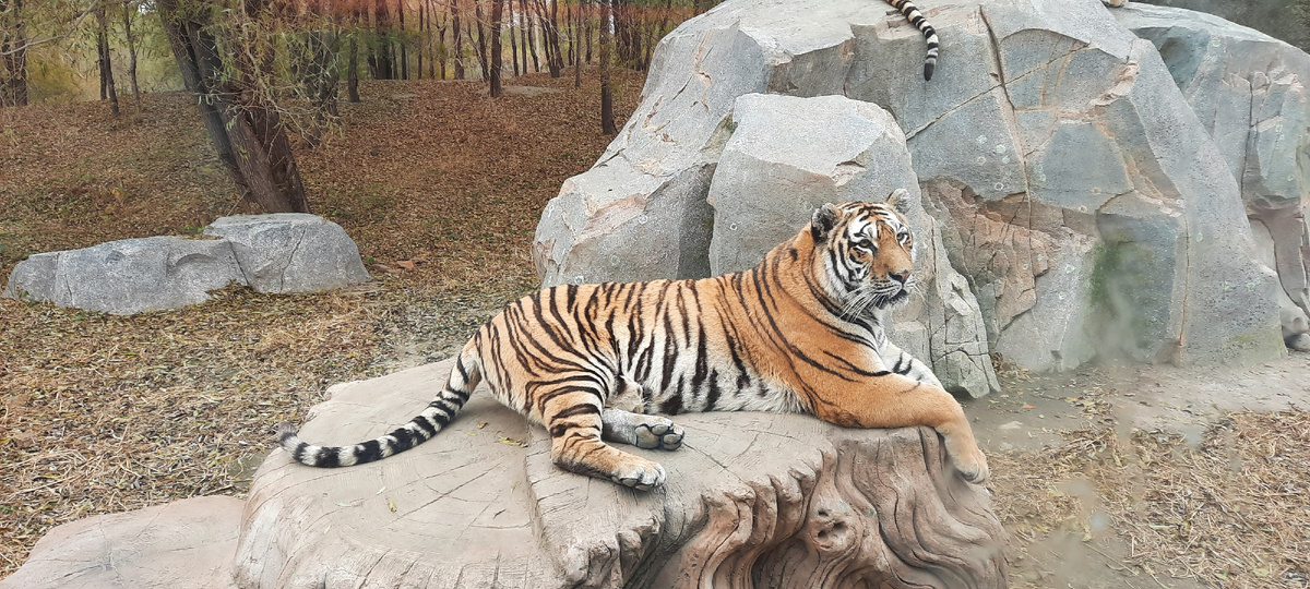 Фото из личного архива автора. Парк тигров, Харбин. Октябрь 2024 года