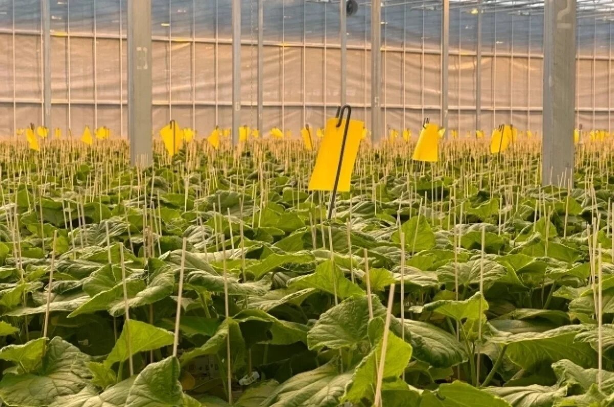    В тепличном комплексе «Камчатский» высажено более 100 тысяч семян овощей