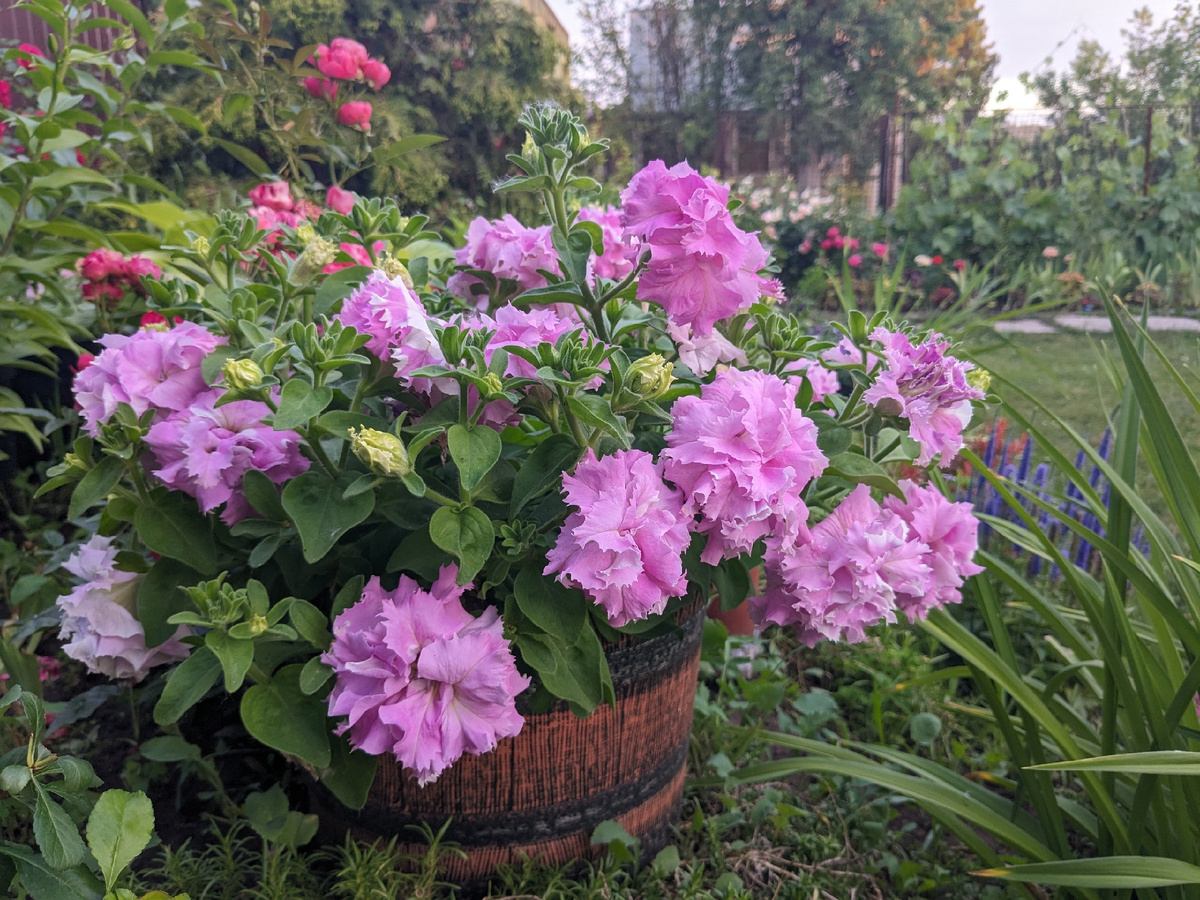 Петуния Double Cascade Orchid Mist, которую я предпочитаю вести вегетативно