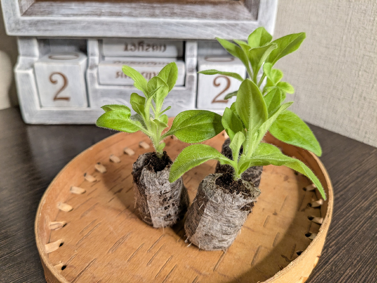 Черенки петунии по состоянию на 22 января