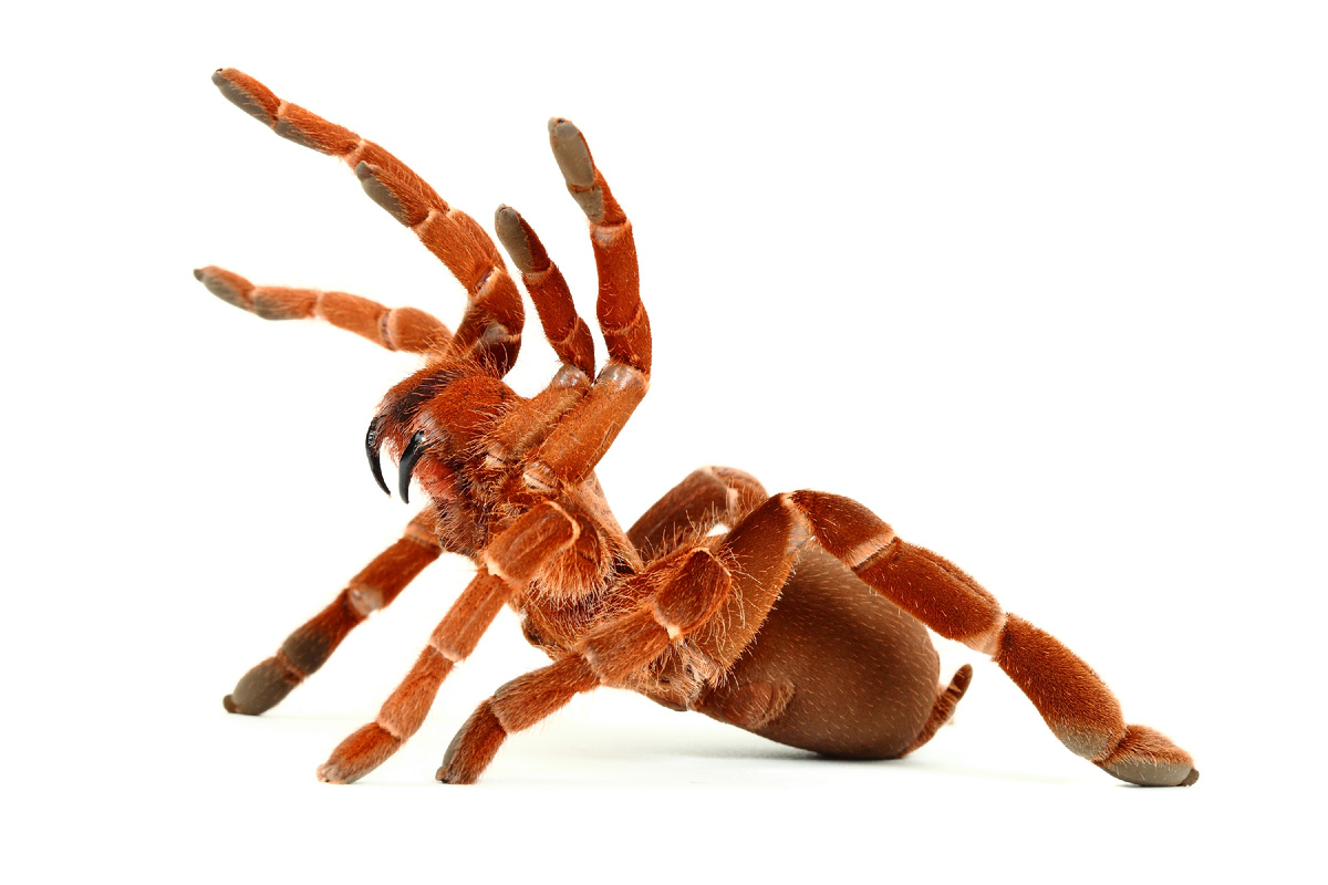 Паук птицеед Pelinobius muticus (Король-бабуин)