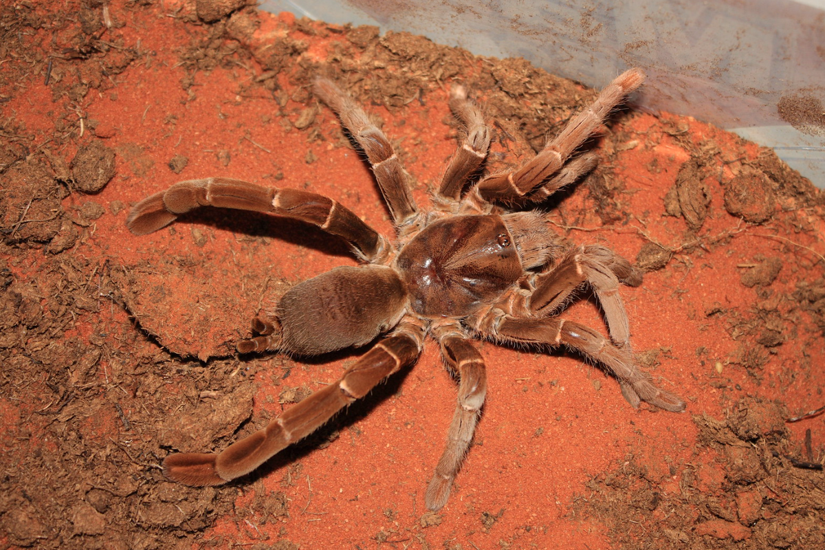 Паук птицеед Pelinobius muticus (Король-бабуин)