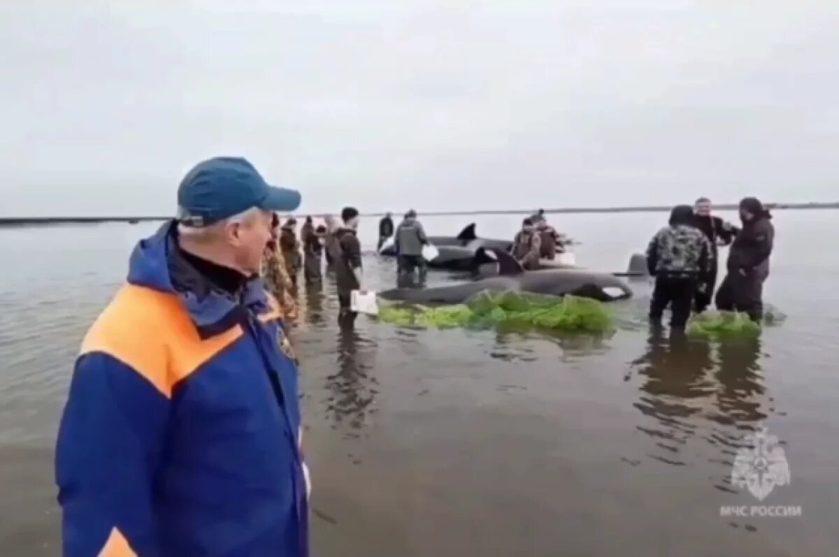    На Камчатке началось голосование за выдвинутых на премию спасателей косаток