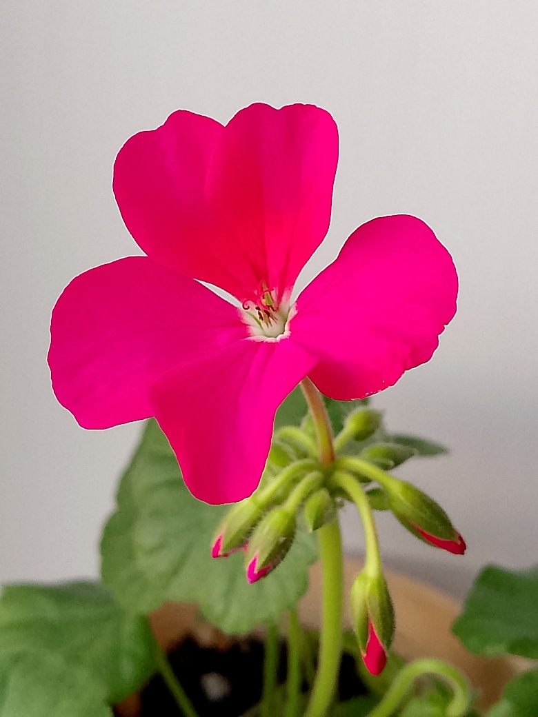 Это уже мой огрызочек зацвёл