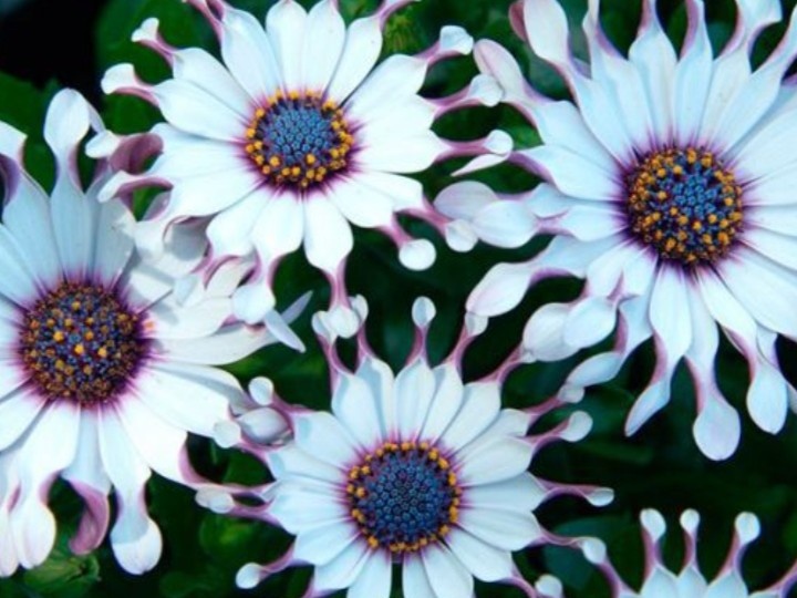 Остеоспермум. Уход , выращивание размножение.