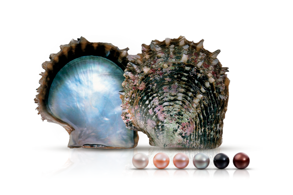 Жемчуг - минералоид органического происхождения. Появляется в раковинах некоторых морских и речных моллюсков, когда они пытаются защитить себя от попавшего в раковину инородного тела, окутывая его тончайшими слоями перламутра. Самое удивительное здесь то, что хотя жемчуг минералом не считается, состоит он из минерала арагонита, который также широко используется в ювелирном деле. 
В литотерапии жемчуг применяется достаточно активно. Сферы применения жемчуга в литотерапии очень разнообразны. В зависимости от цвета, может работать с целым спектром энергий. 
Белый жемчуг - это классический камень энергии Луны, а это интуиция и эмоциональная сфера. Но, подойдет не всем, так как камень водный и тем, у кого эта энергия огненная, нужно применять осторожно