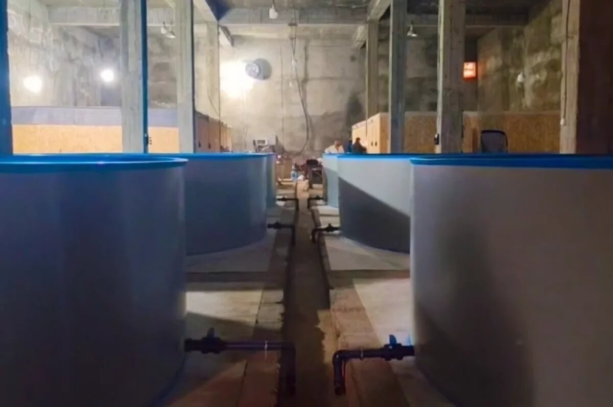    В центре реабилитации в Анапе устанавливают семь бассейнов для птиц