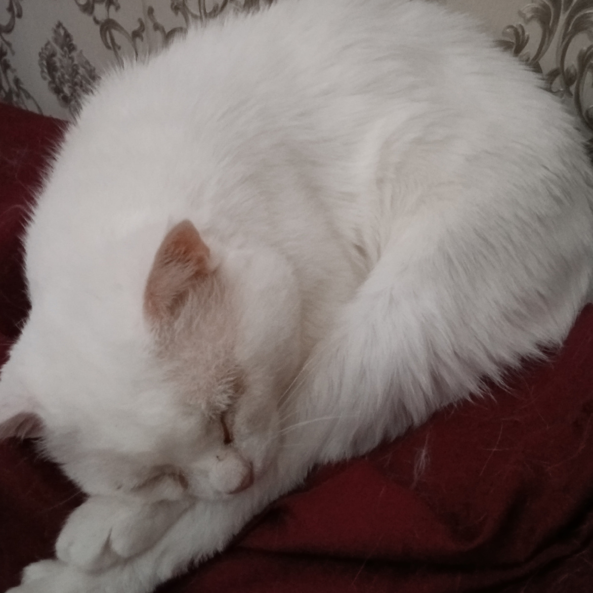 Каспер спит после завтрака.