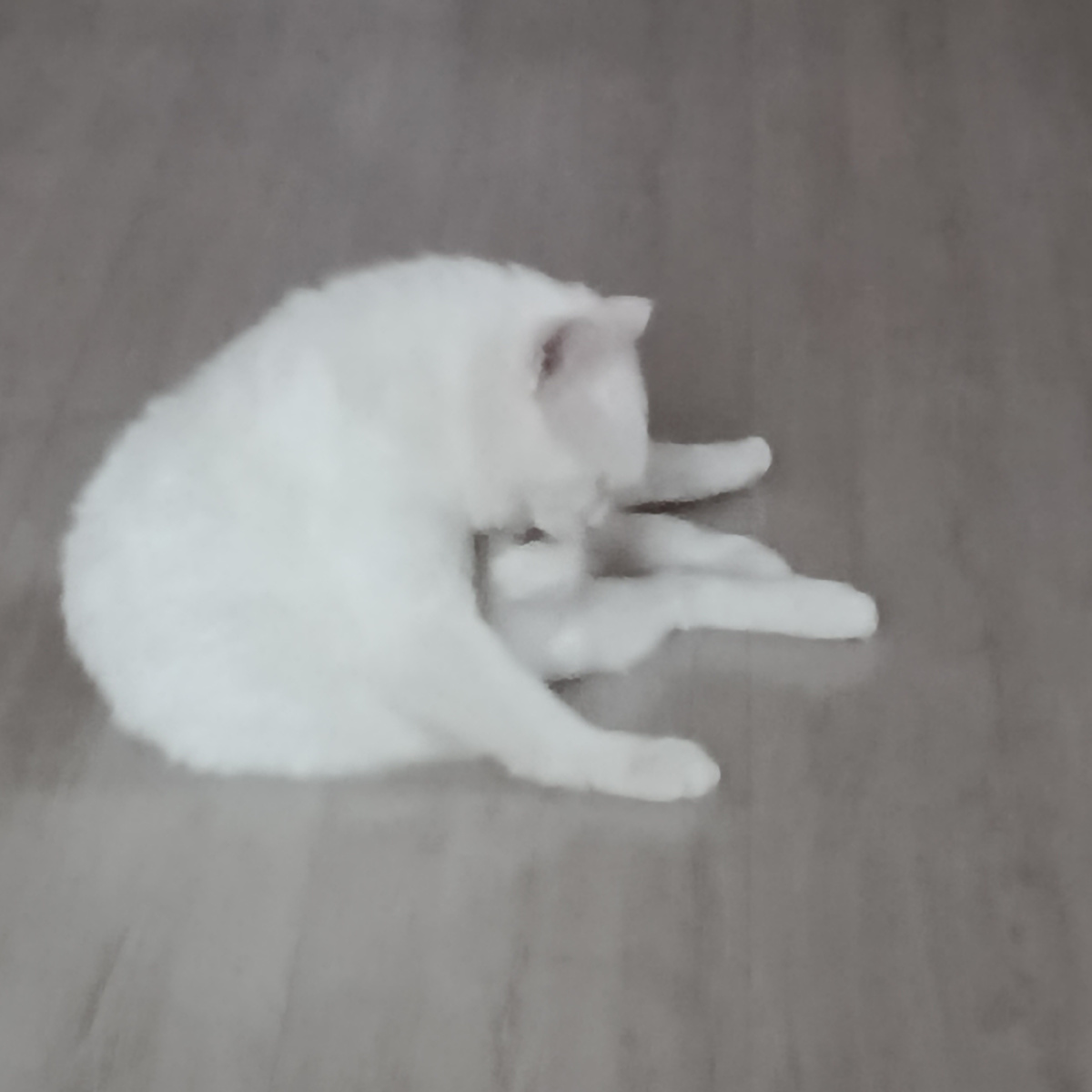 Каспер умывается.