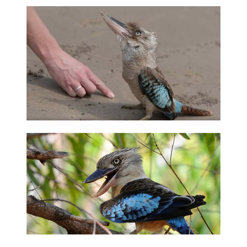 Кукабарры или гигантские зимородки (Dacelo) — род птиц семейства зимородковых; обитают в тропиках и редколесье Австралии и на Новой Гвинее.Кукабарры знамениты своими криками, очень похожими на человеческий хохот. Смехом кукабарры начинает свои передачи австралийское радио