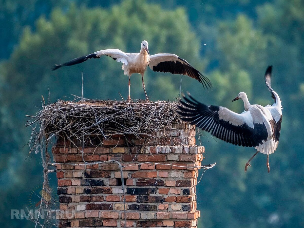   Фото flue-pipes.com