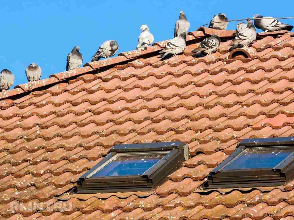   Фото terminix.com