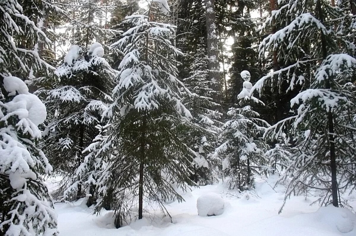    Новогодние деревья довели гражданина Азербайджана до суда в Приморье