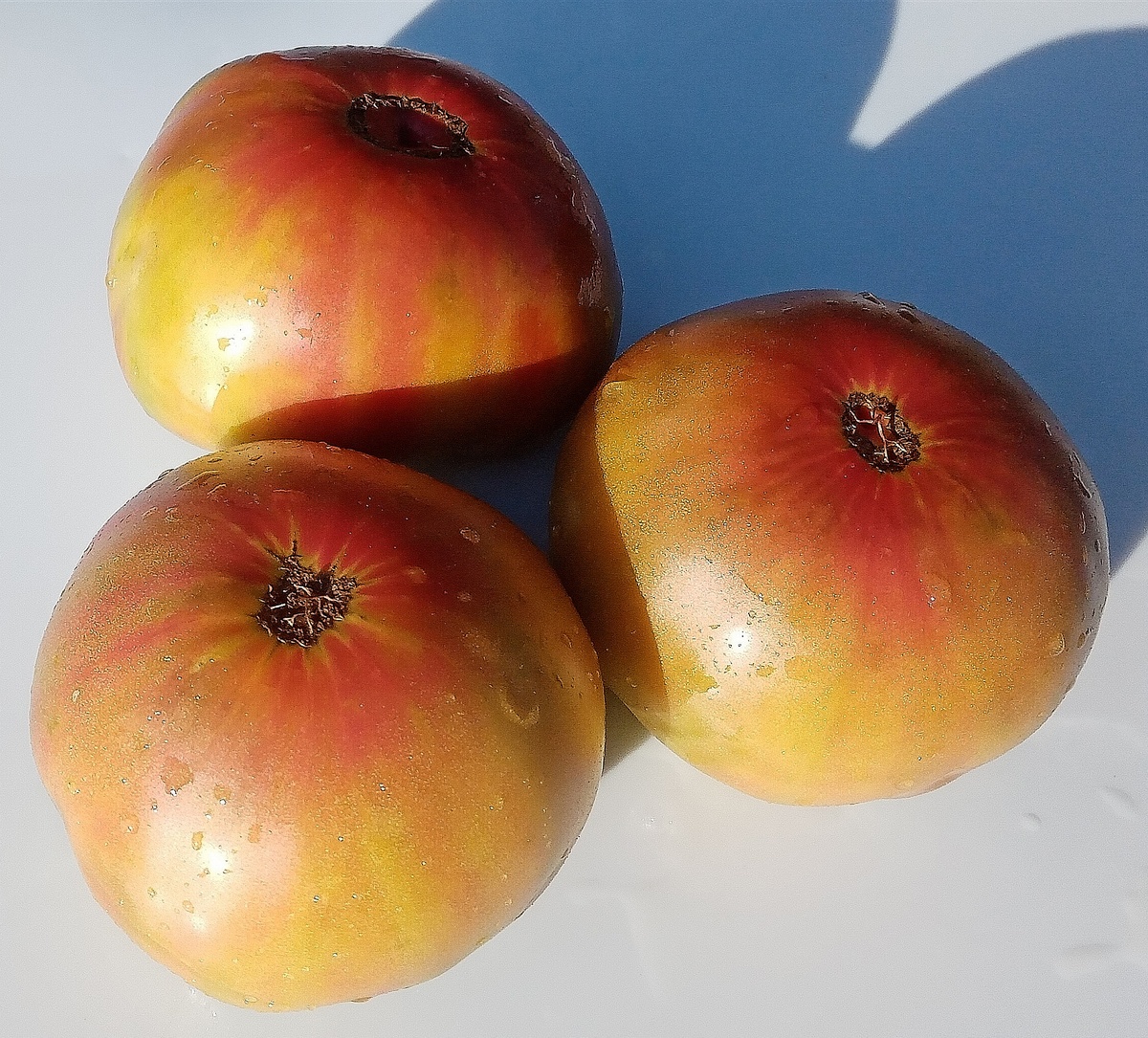 Фото автора. Плоды томата Медная река.