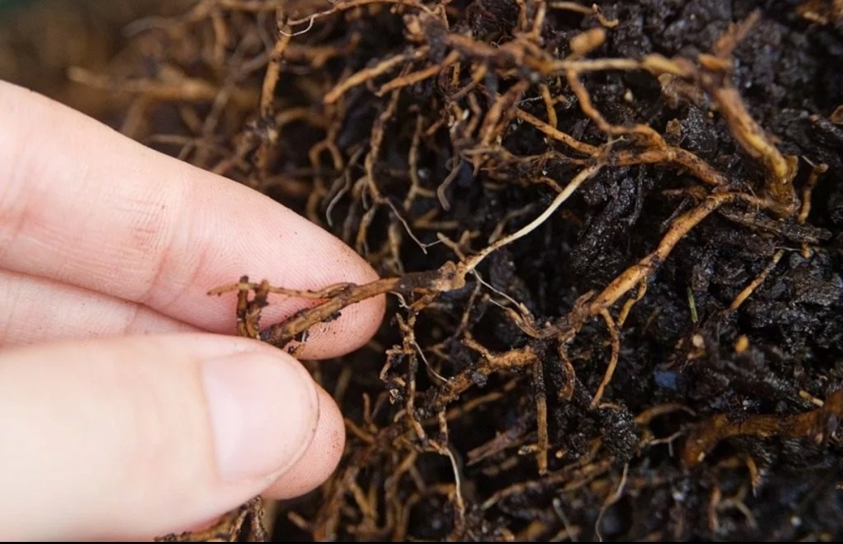 Фото гнилых корней.