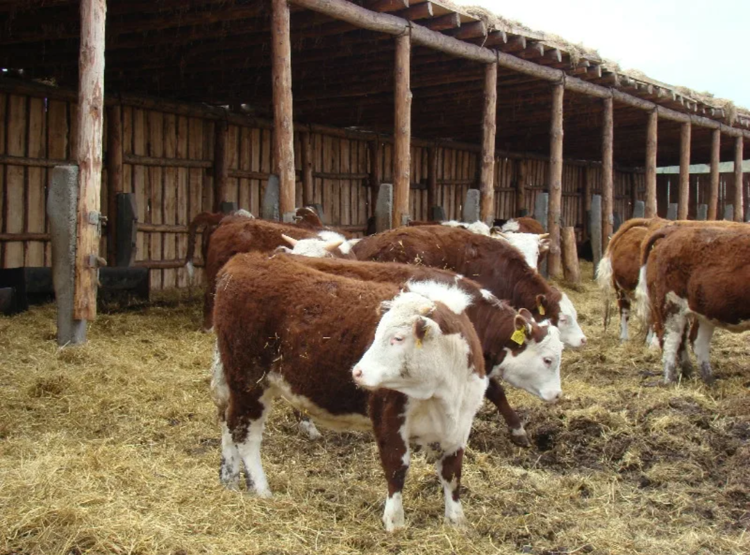 Картинка из интернета 