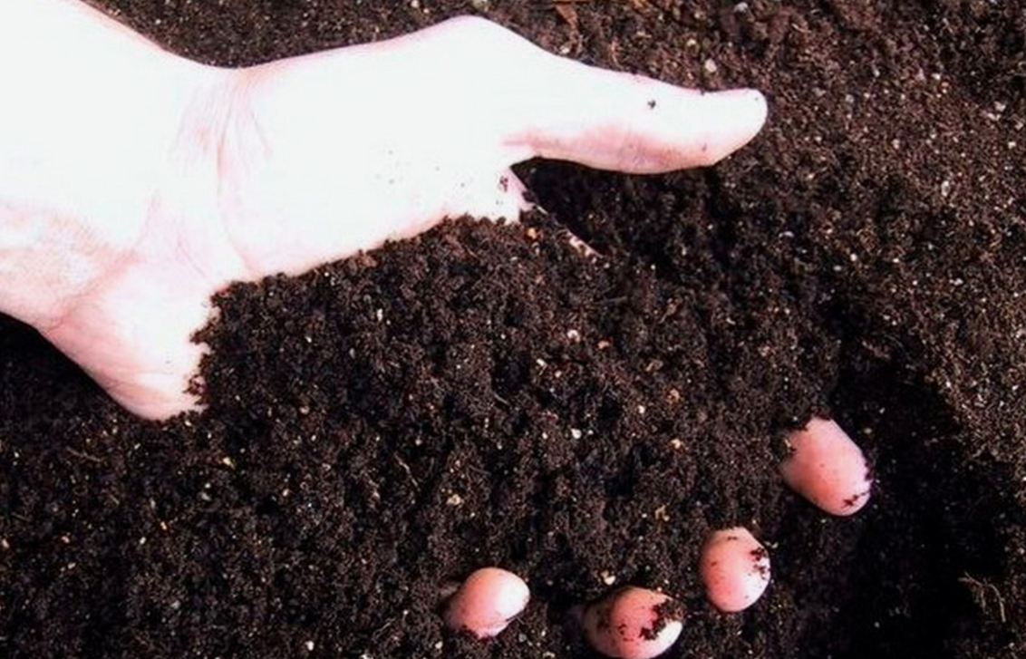 В подходящем по составу грунте можно вырастить лучшую по всем показателям рассаду