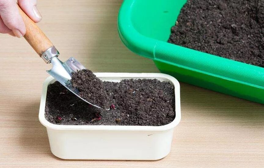 Почва для рассады должна быть избавлена от всего лишнего