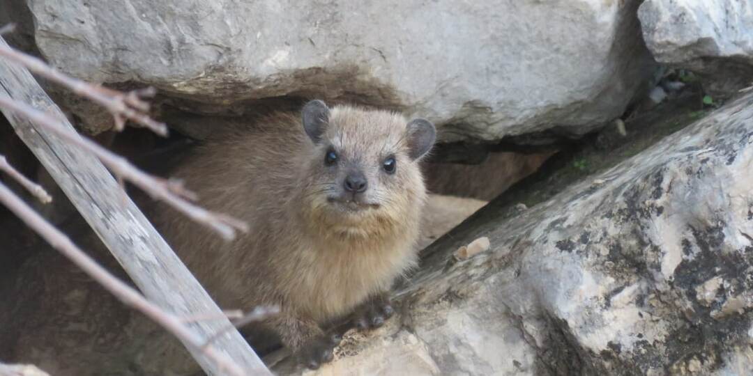 Маленькие родственники слонов - даманы