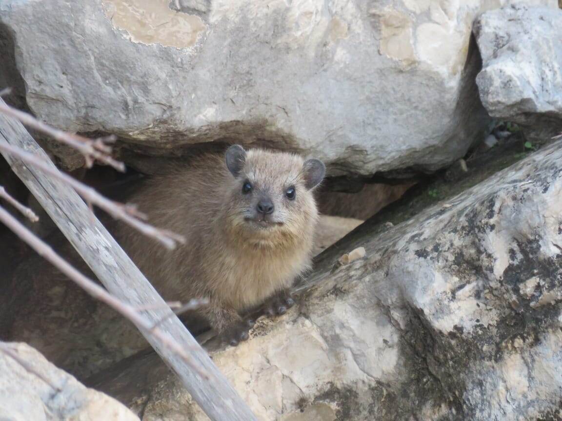 Капский даман, Израиль. Фото Владимира Лебедева.