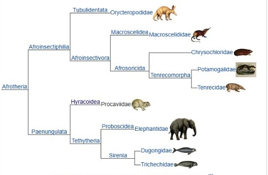 Кладограмма афротериев, основанная на молекулярном анализе (Tabuce, Asher, Lehmann, 2008).